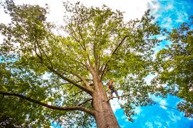 Best Commercial Tree Services  in Walters, OK