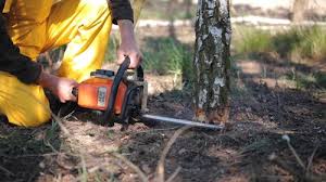 How Our Tree Care Process Works  in  Walters, OK