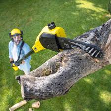 Best Palm Tree Trimming  in Walters, OK