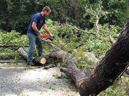 Best Stump Grinding and Removal  in Walters, OK