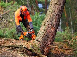 Best Tree Cabling and Bracing  in Walters, OK