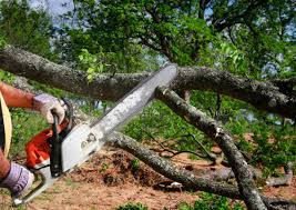 Best Tree and Shrub Care  in Walters, OK