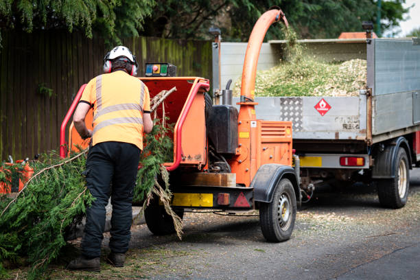 Best Emergency Tree Removal  in Walters, OK