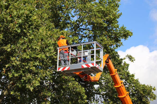 Best Tree Removal  in Walters, OK