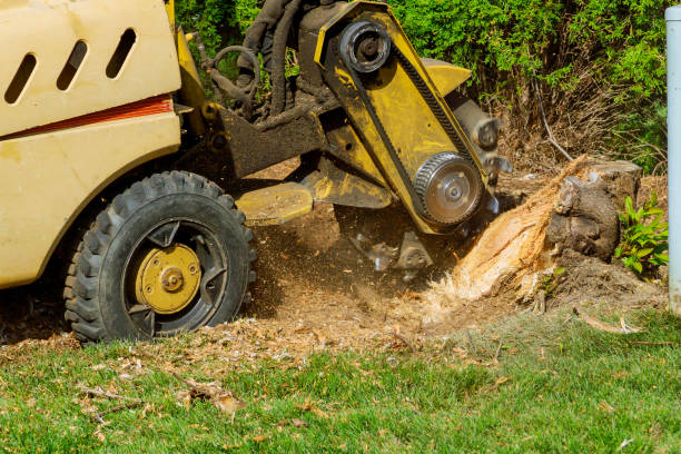 Best Tree Disease Treatment  in Walters, OK