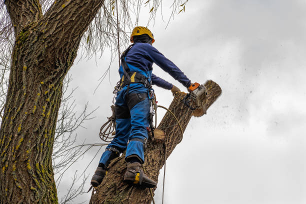Best Leaf Removal  in Walters, OK