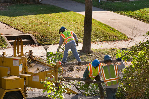 Best Tree Preservation Services  in Walters, OK