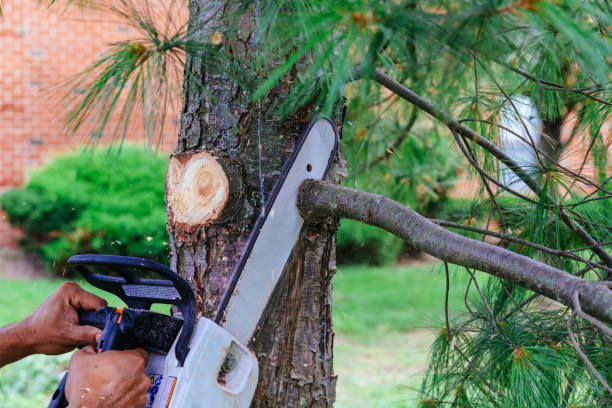 Best Tree Risk Assessment  in Walters, OK